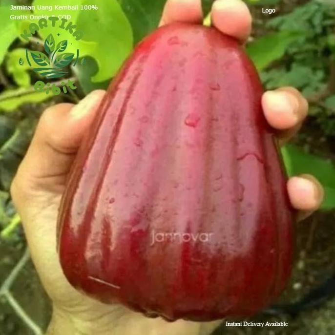

Terlaris Bibit Tanaman Jambu Air Dalhari Super Unggul