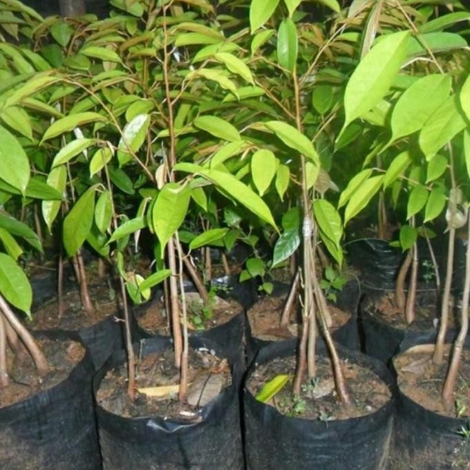 

Terlaris Bibit Tanaman Buah Durian Bawor Kaki 3 Super