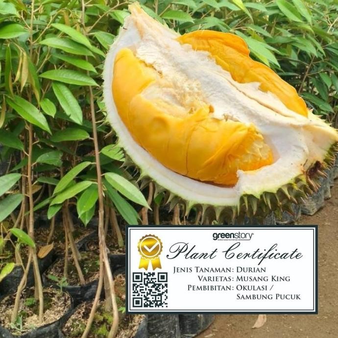 Terlaris Jual Bibit Durian Musangking Kaki 3 | Grosir Bibit Durian Musangking