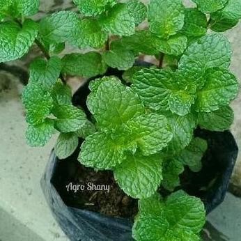 

Terlaris Bibit Tanaman Apple Mint Mentha/Daun Mint Mentha Murah Bbbb