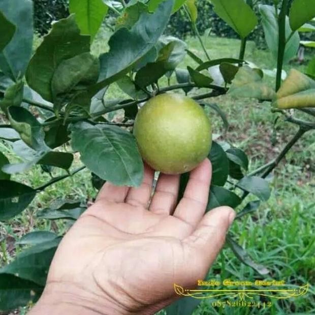

Terlaris Bibit Jeruk Nipis Peras Ukuran 1 Meter