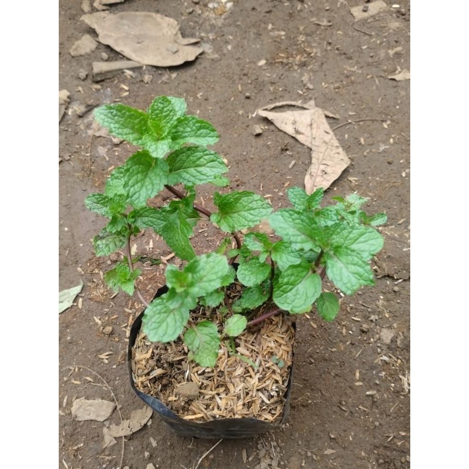 

Terlaris Bibit Tanaman Daun Mint | Spearmint Mentha Eeee