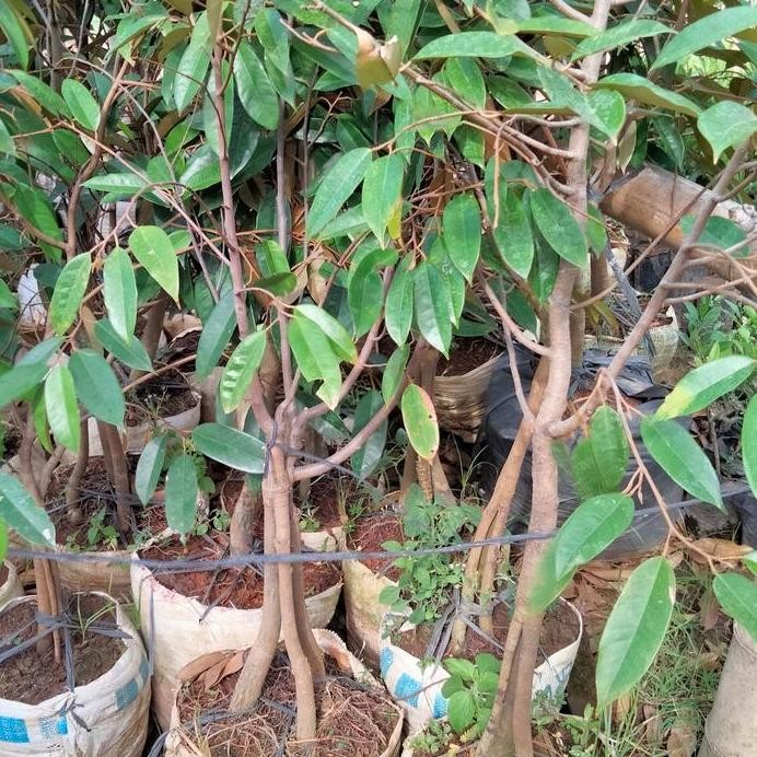 

Terlaris Bibit Tanaman Durian Kaki 3 Tinggi 3 Meter