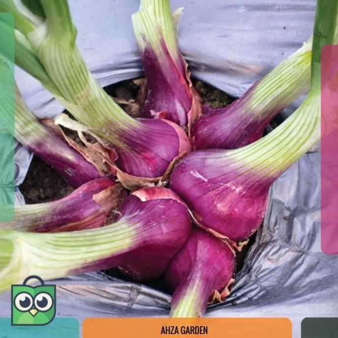 

Terlaris Benih Bibit Bawang Merah Lokananta Repack (Isi Puluhan Biji)- Cap
