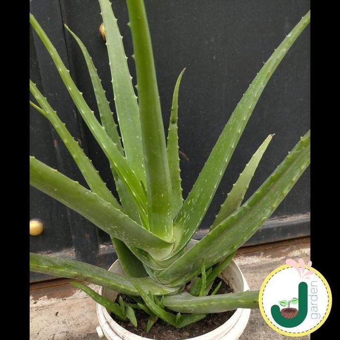 

Terlaris Bibit Lidah Buaya Jumbo + Pot