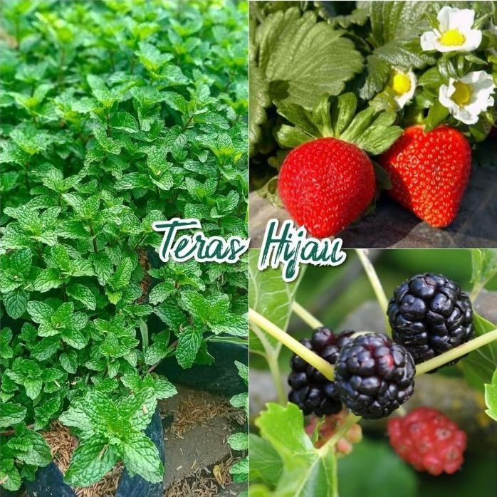 

Terlaris Paket 3 Jenis Tanaman - Bibit Murbei, Strawbey Dan Daun Mint Ewning
