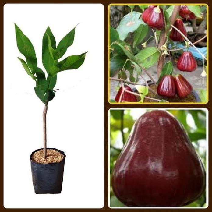 

Terlaris Bibit Jambu Air King Rose Jambu Air Kingrose Merah Jumbo