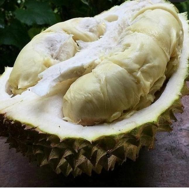 

Terlaris Bibit Buah Durian Montong Super Kaki 3 Okulasi Termurah