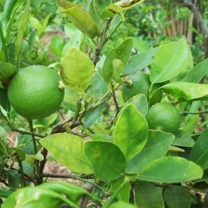 

Terlaris Bibit Tanaman/Pohon Buah Jeruk Nipis/Herbal Ber Alami Tob