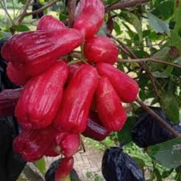 

Terlaris Bibit Jambu Air Irung Petruk