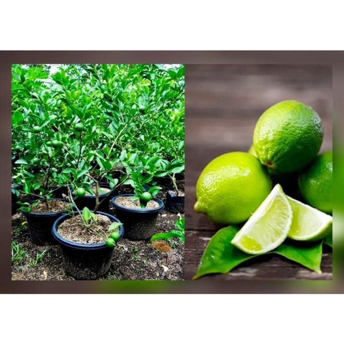 

Terlaris Pohon Buah Jeruk Nipis / Beli 2 Gratis 2 Bibit | Super U Dgzdcg 8458Ab