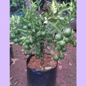 

Terlaris Bibit Jeruk Nipis Jumbo