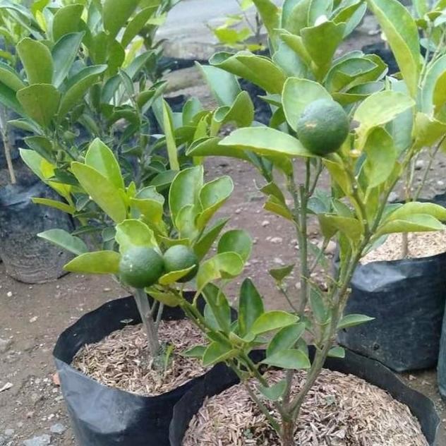 

Terlaris Bibit Tanaman Buah Jeruk Nipis Berbuah Premium