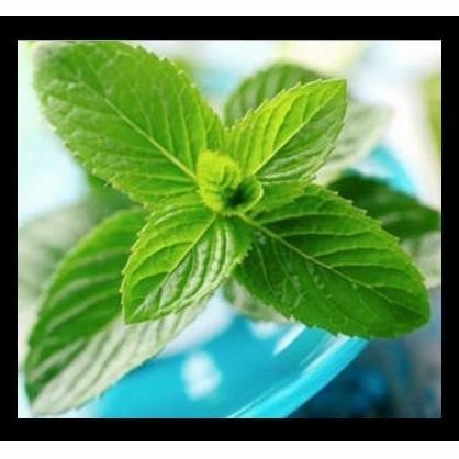 

Terlaris Bibit Tanaman Min - Daun Mint - Herbal Mint