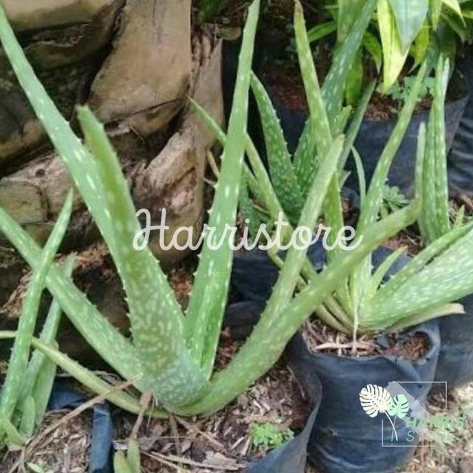 

Terlaris Bibit Lidah Buaya Jumbo Sinensis