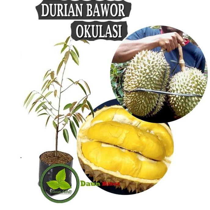 

Terlaris Bibit Durian Bawor Okulasi