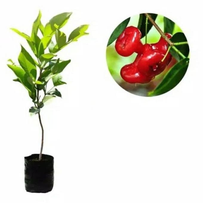 

Terlaris Bibit Jambu Air Kancing Super