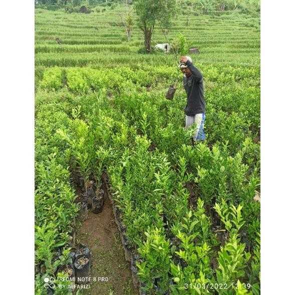 

Terlaris Bibit Jeruk Nipis Odpzrj 9081Rn