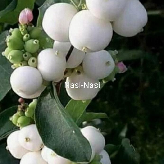 

Terlaris Bibit Tanaman Jambu Air Nasi Nasi-Pohon Buah Jambu Nasi Nasi Super