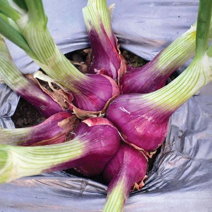 

Terlaris 10Benih Bawang Merah Lokananta Cap Panah Merah - Bibit Tanaman Sayur