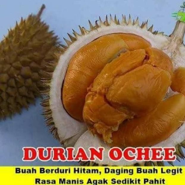 

Terlaris Bibit Durian Hitam Oce Kaki3