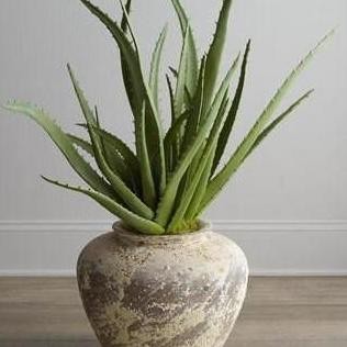 

Terlaris Bibit Tanaman Lidah Buaya Aloe Vera