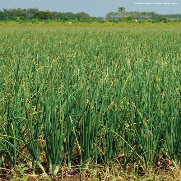 

Terlaris 500 Biji Benih Bibit Bawang Merah Lokananta Cap Panah Me Gakggo 2772Xm