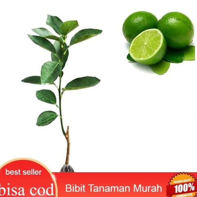 

Terlaris Bibit Buah Jeruk Nipis Jumbo - Tinggi 40Cm
