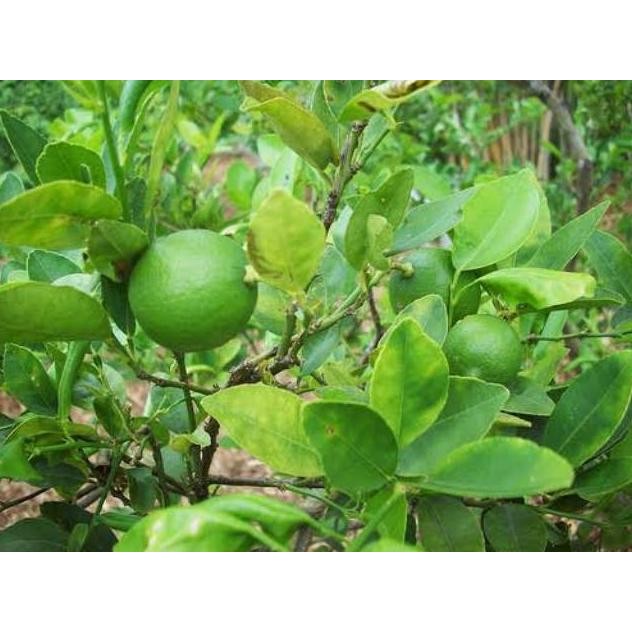 

Terlaris Bibit Tanaman Jeruk Nipis Pohon Jeruk Azuqcw 3262If