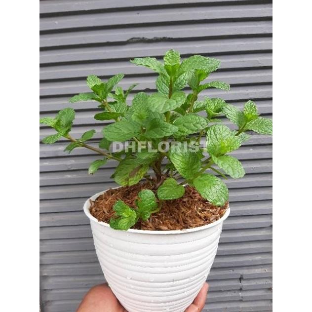 

Terlaris Bibit Daun Mint Gcsjnw 6811Dw