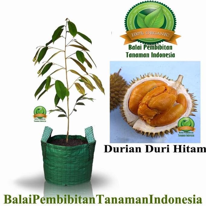 

Terlaris Bibit Durian Duri Hitam / Bibit Buah / Tanaman