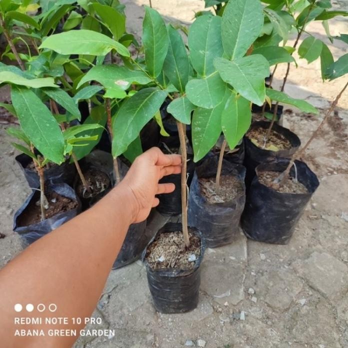 

Terlaris Produk Terlaris Bibit Jambu Red Hybrid Samarinda Jamburhs