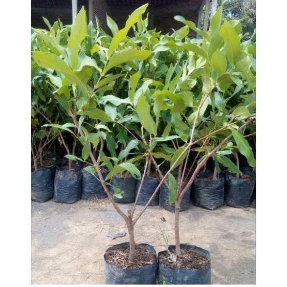 

Terlaris Bibit Tanaman Buah Jambu Air Dalhari Okulasi A