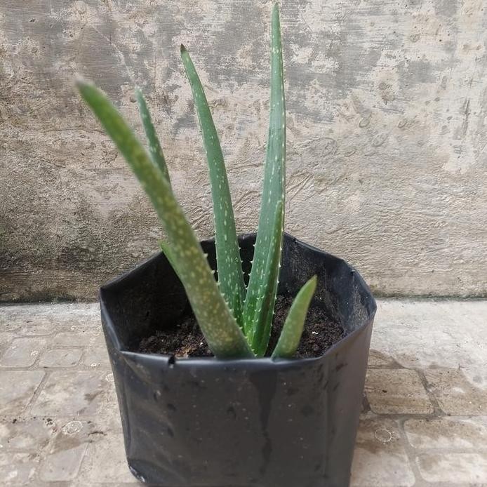 

Terlaris Bibit Lidah Buaya Jumbo (1)