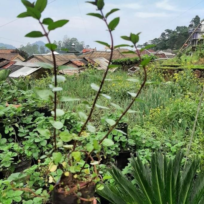 

Terlaris Paket Bibit Daun Mint, 4 Jenis Daun Mint, Daun Mint