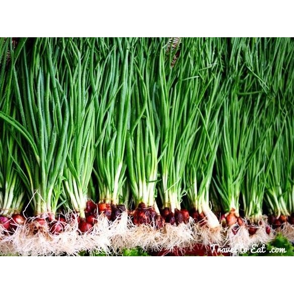 

Terlaris Bibit / Benih / Seeds Sayur Bawang Merah Red Onion Panen Sayurmu Sendiri