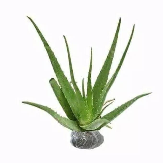

Terlaris Bibit Tanaman Lidah Buaya