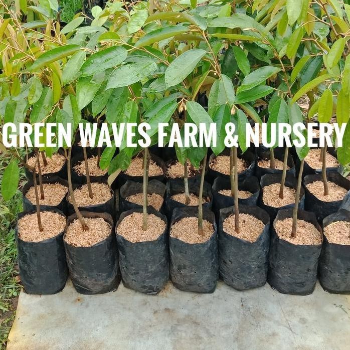 

Terlaris Bibit Durian Namlung Petaling (Cumasi) 60 Cm - 80 Cm