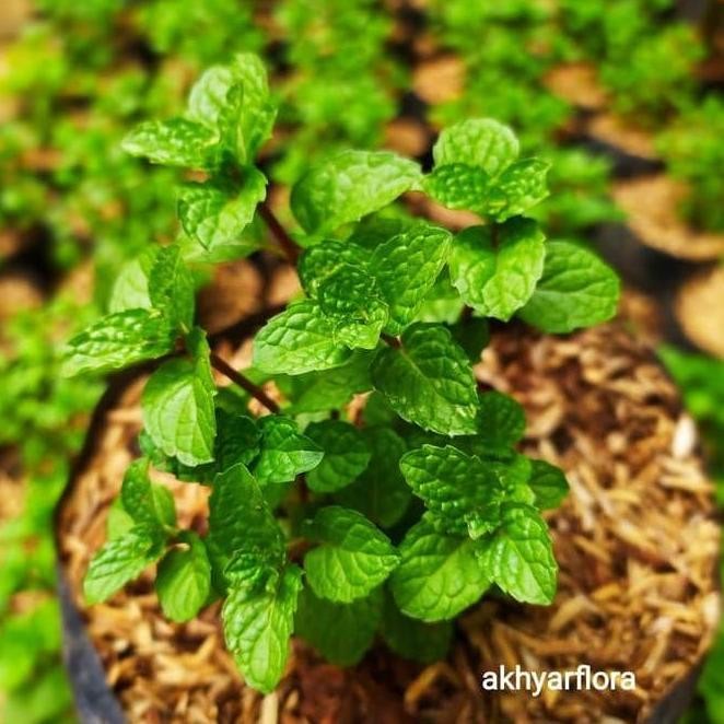 

Terlaris T4A Bibit Mint Tanaman Mint Daun Mint