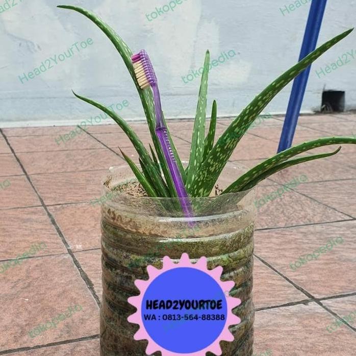 

Terlaris Bibit Lidah Buaya / Tanaman Lidah Buaya