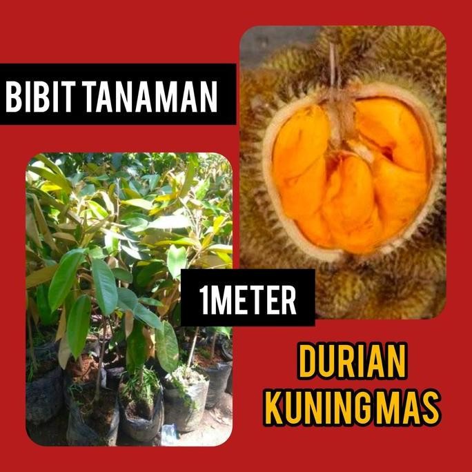 

Terlaris Bibit Durian Kuning Mas 1 Meter / Durian Simas