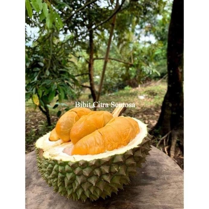 

Terlaris Bibit Buah Durian Duri Hitam/ Oche Siap Tanam Kualitas Unggul