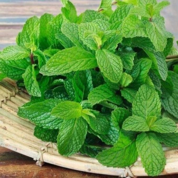 

Terlaris Bibit Tanaman Daun Mint / Pohon Daun Mint Tanaman Herbal Pepermint