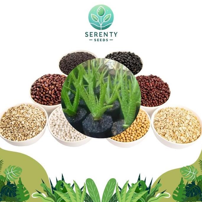 

Terlaris Bibit Tanaman Herbal Lidah Buaya Aloevera Bunga