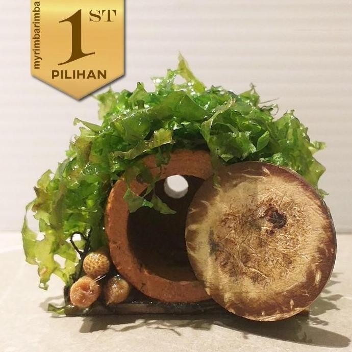 Terlaris Rumah Hobbit Mini Hiasan Aquarium Tanaman Air Ikan Hias Aquascape