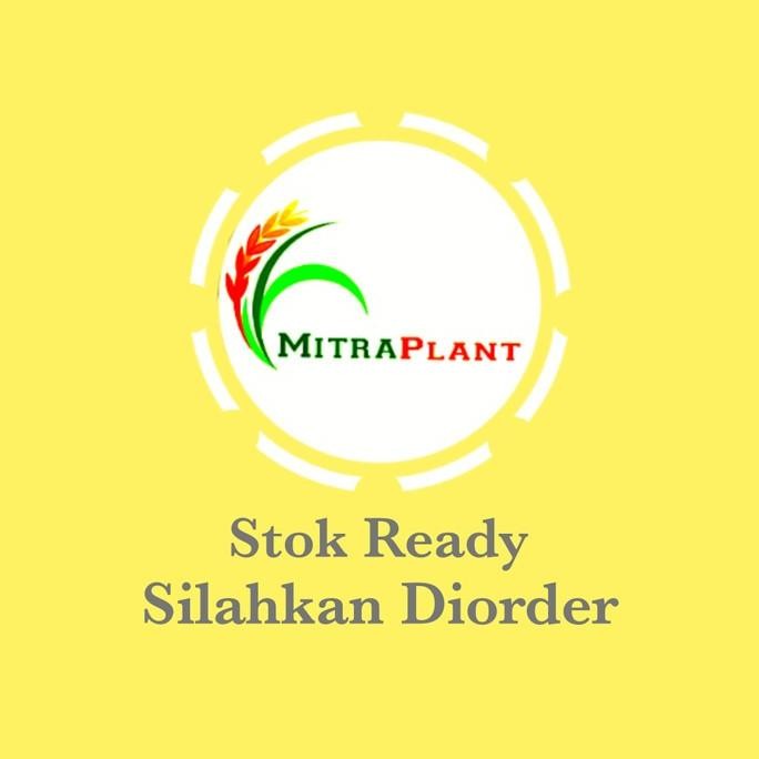 

Terlaris Terpercaya Bibit Pohon Spearmint - Tanaman Daun Mint Menthol - Tanaman Herbal