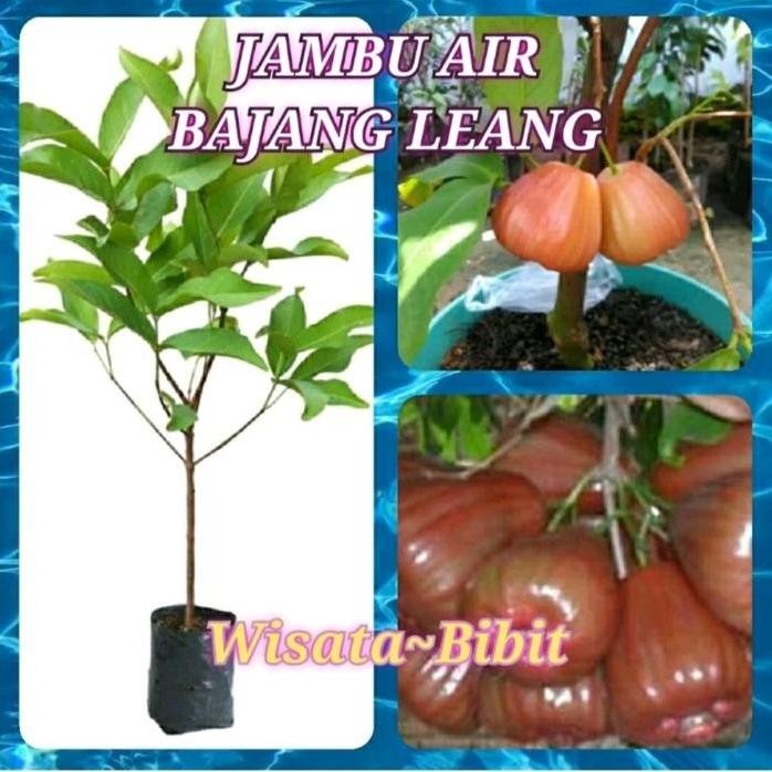 

Terlaris Bibit Jambu Air Bajang Leang