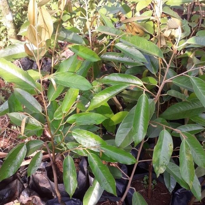 

Terlaris Bibit Durian Varietas Anghe