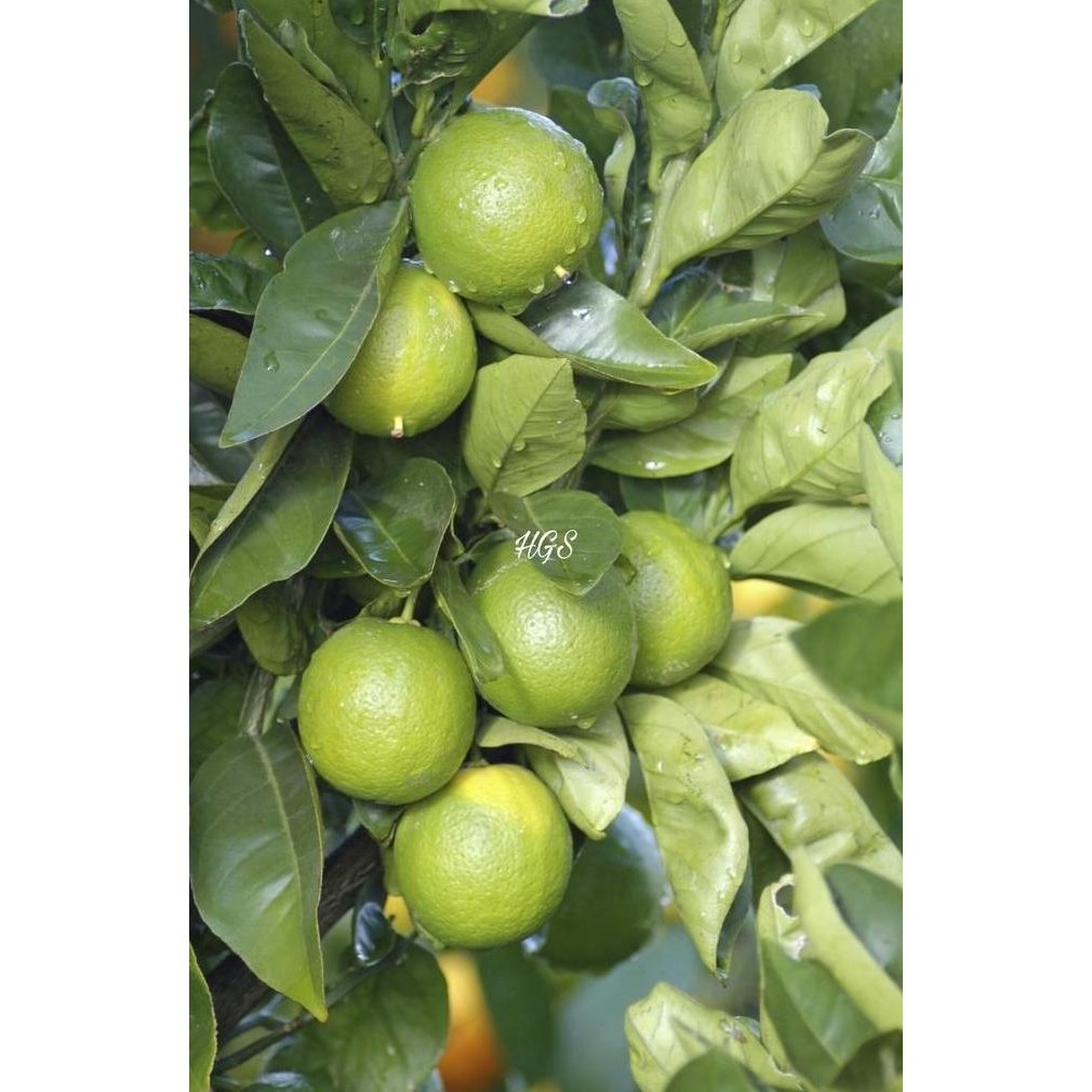 

Terlaris Bibit Tanaman Buah Jeruk Nipis Beli 5 Gratis 1 Laris