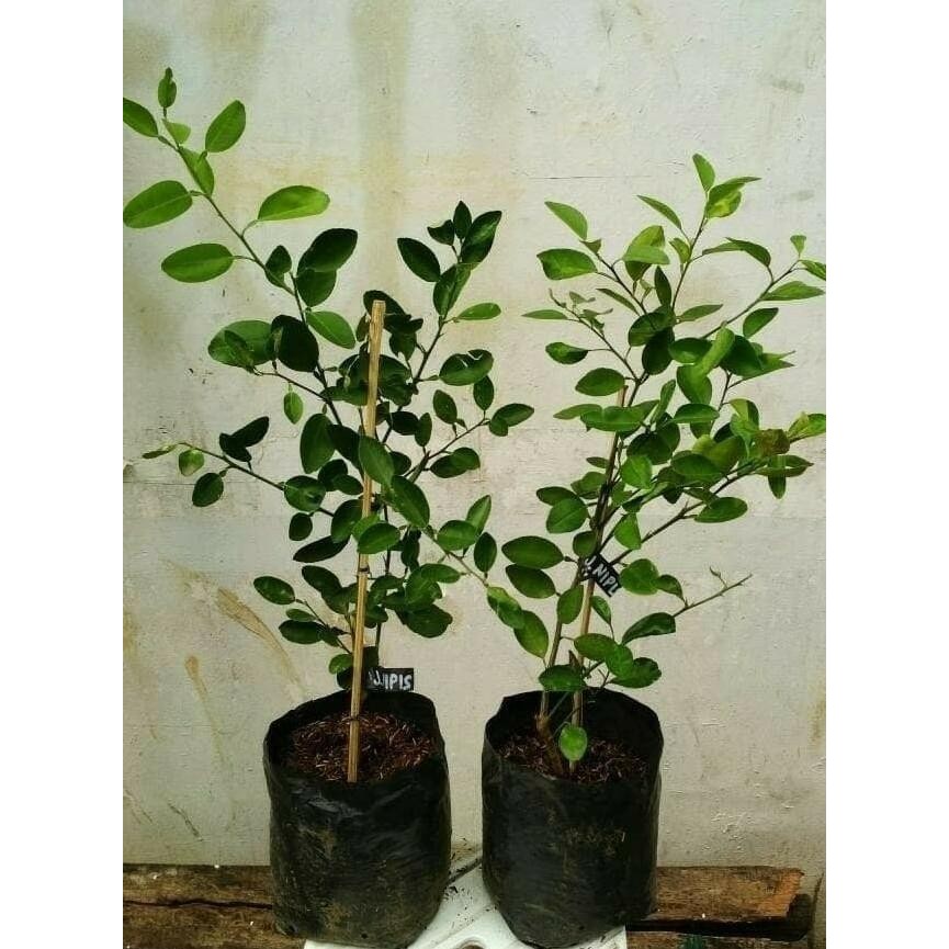 

Terlaris Bibit Tanaman Jeruk Nipis//Pohon Jeruk Nipis Laris